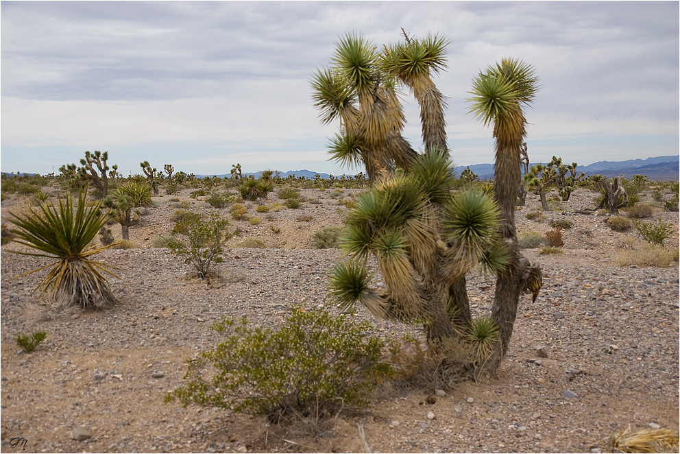 Josua-Palmlilie (Yucca brevifolia)