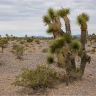Josua-Palmlilie (Yucca brevifolia)