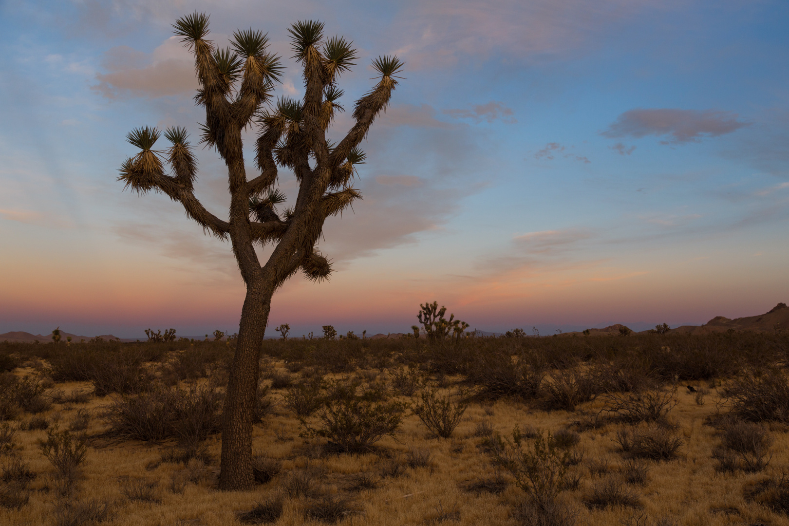 Josuha Tree, Mojave