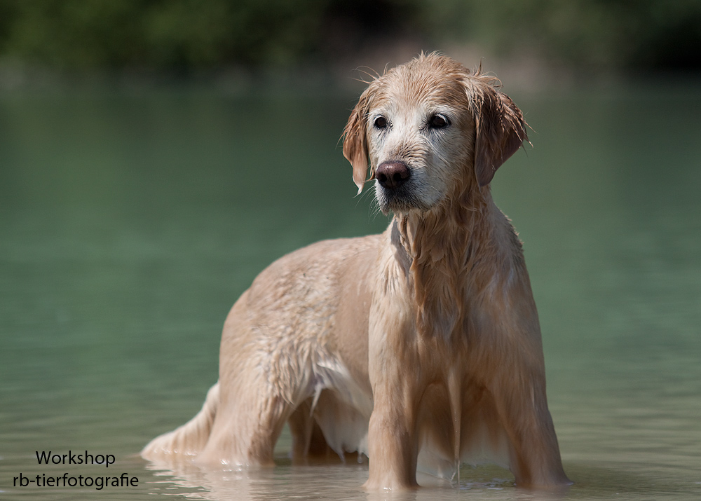 Josy Golden Retriever