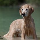 Josy Golden Retriever