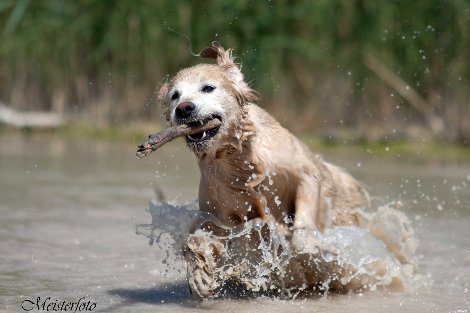 Josy unsere Wasserratte