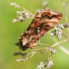 Jota-Eule (Autographa jota)