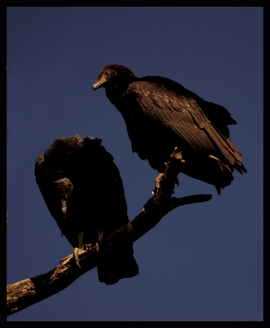 Jote Cabeza Negra (Black Vulture)