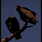 Jote Cabeza Negra (Black Vulture)