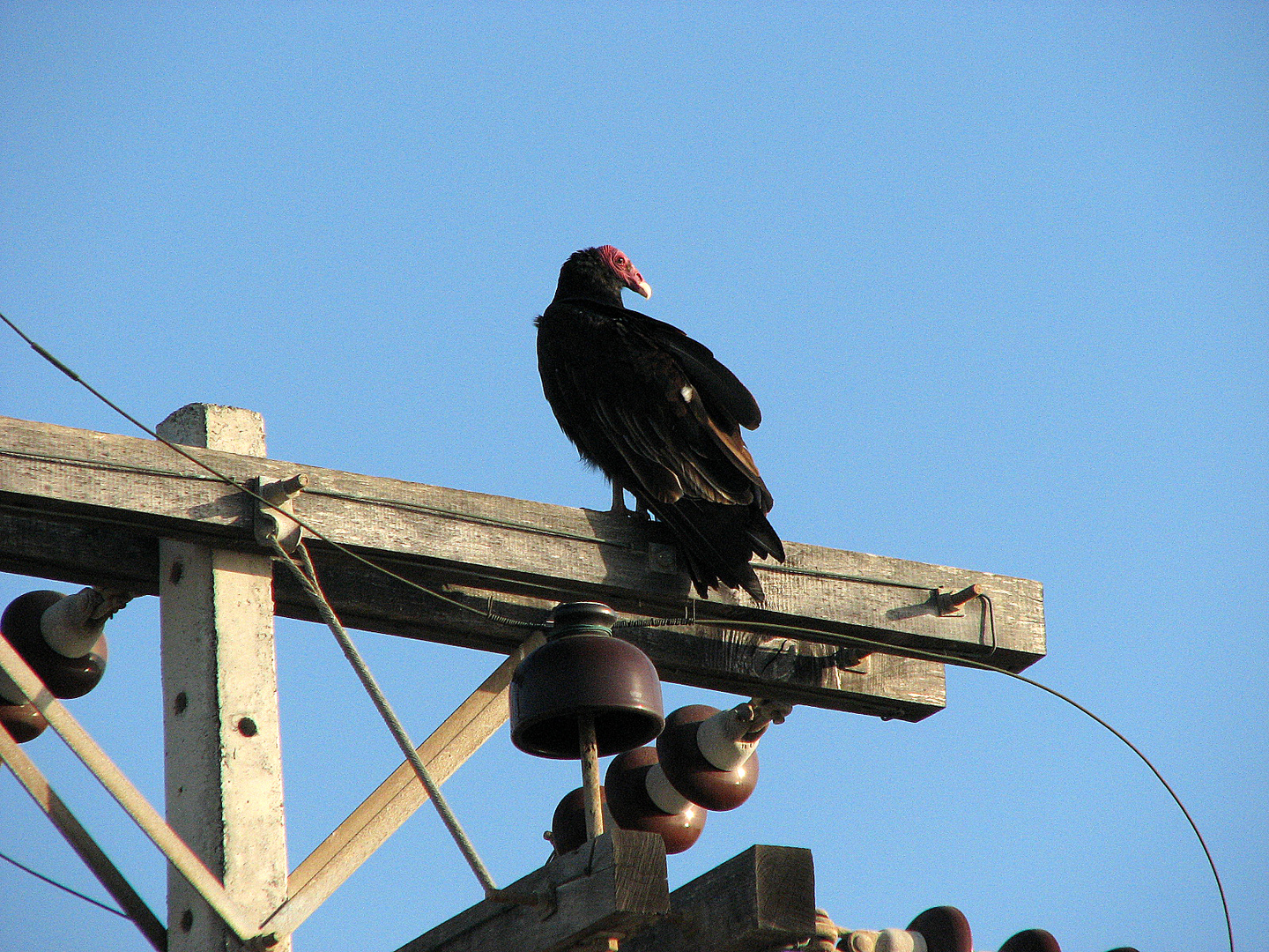 Jote de cabeza roja (Coragyps atratus)