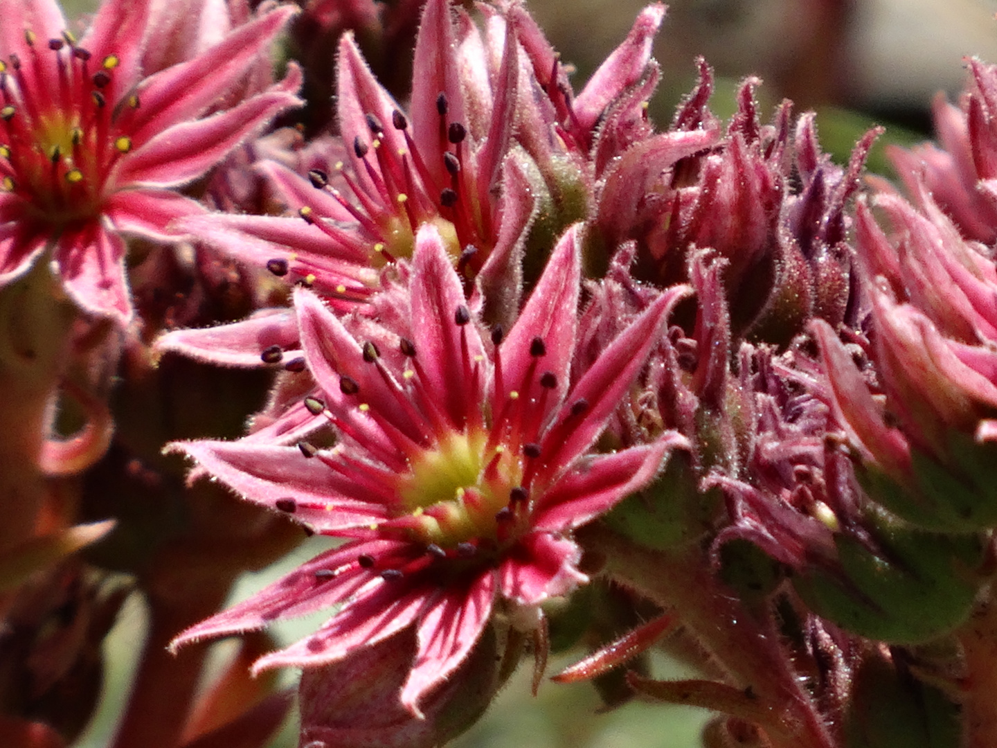 Joubarbe photo et image macro nature macro fleurs Joubarbe photo et image macro nature macro fleurs