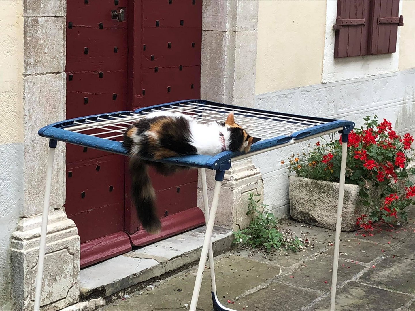 joué a chat perché ! 