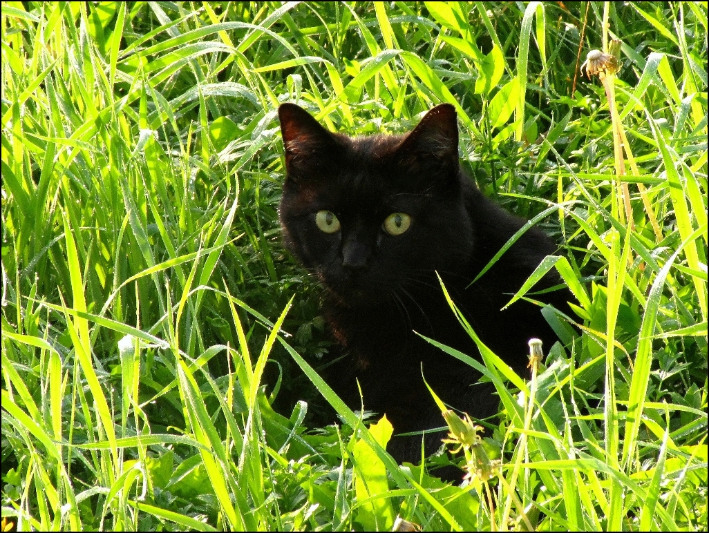 Jouer à cache-cache !