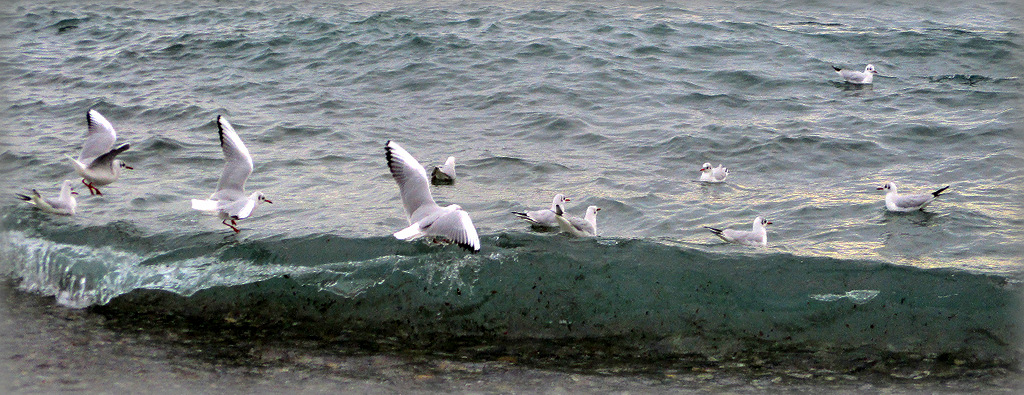 Jouer avec la vague...