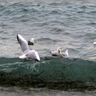 Jouer avec la vague...