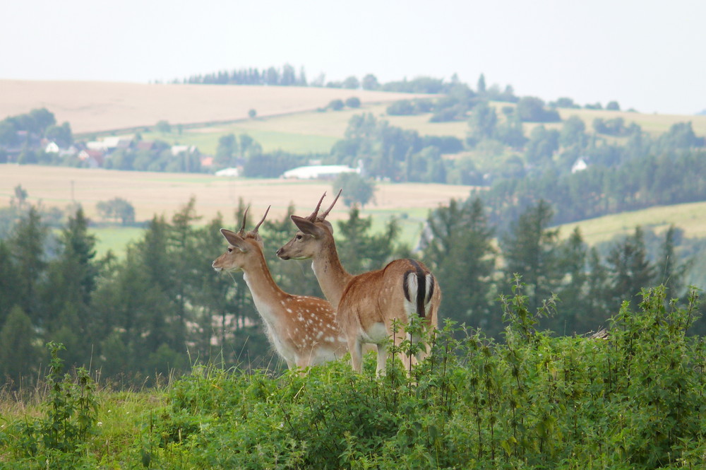 Joung deer-life in the mountains