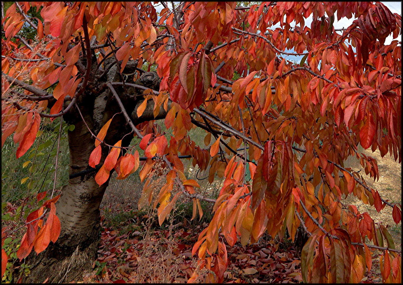 JOUR D'AUTOMNE EN VENTOUX PHOTO DE BASE