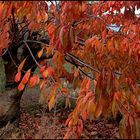 JOUR D'AUTOMNE EN VENTOUX PHOTO DE BASE