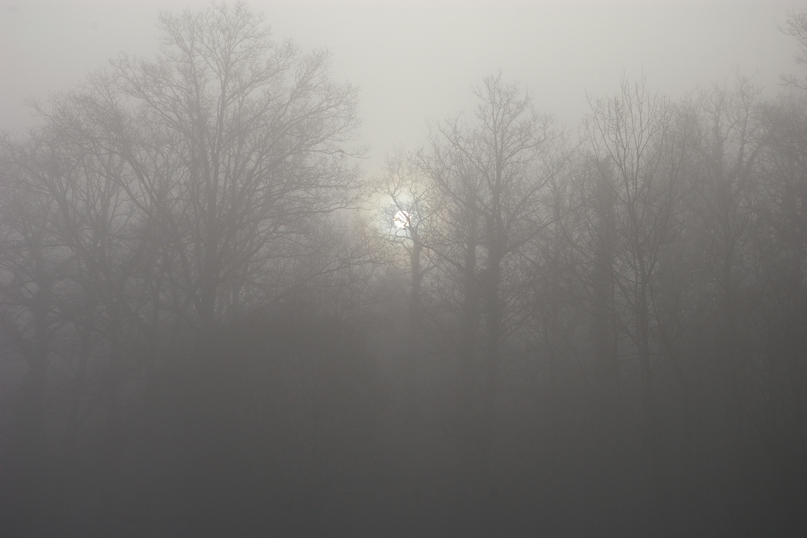 Jour de brouillard en Bretagne