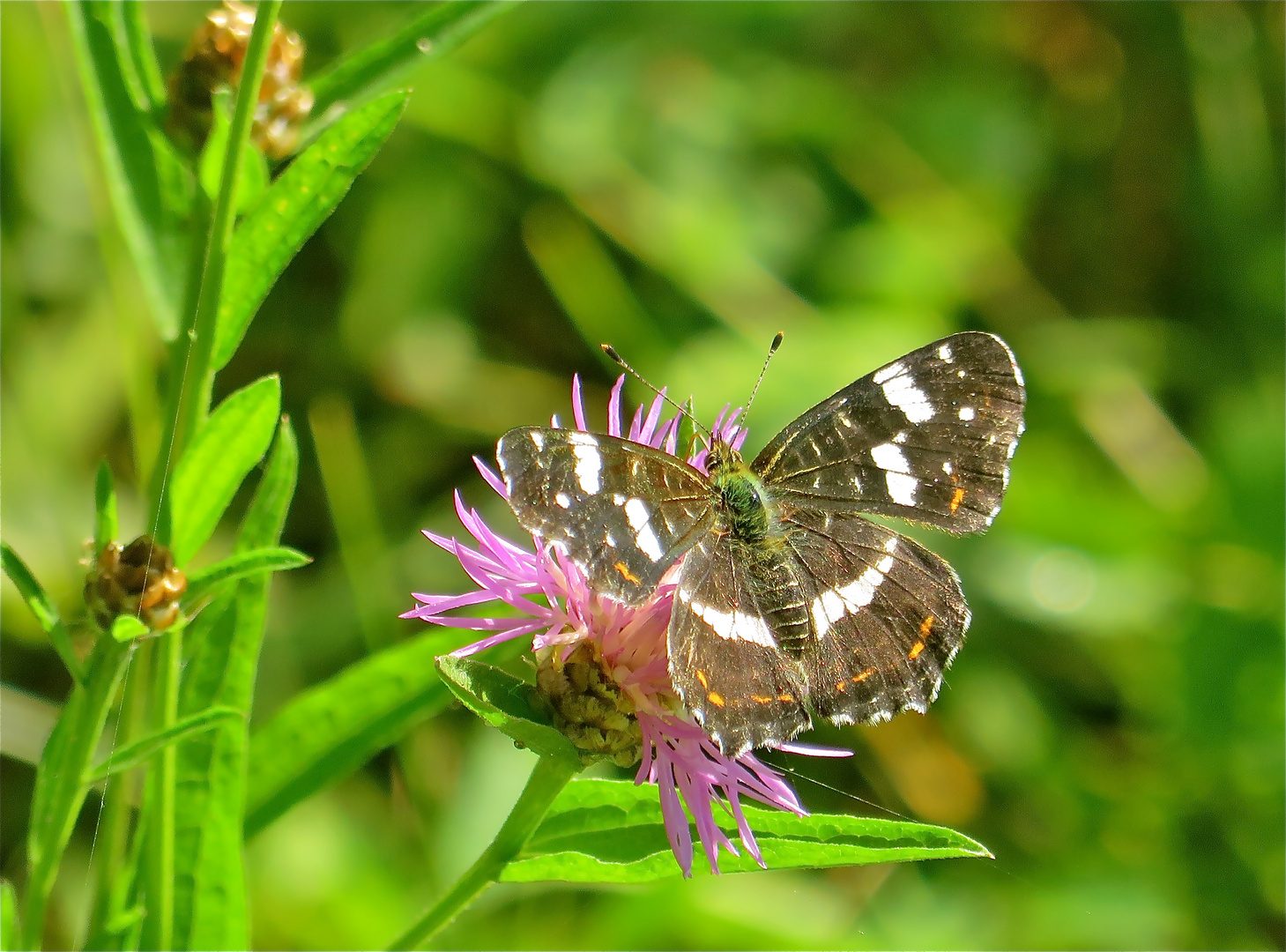 ... jour de papillon !!!...