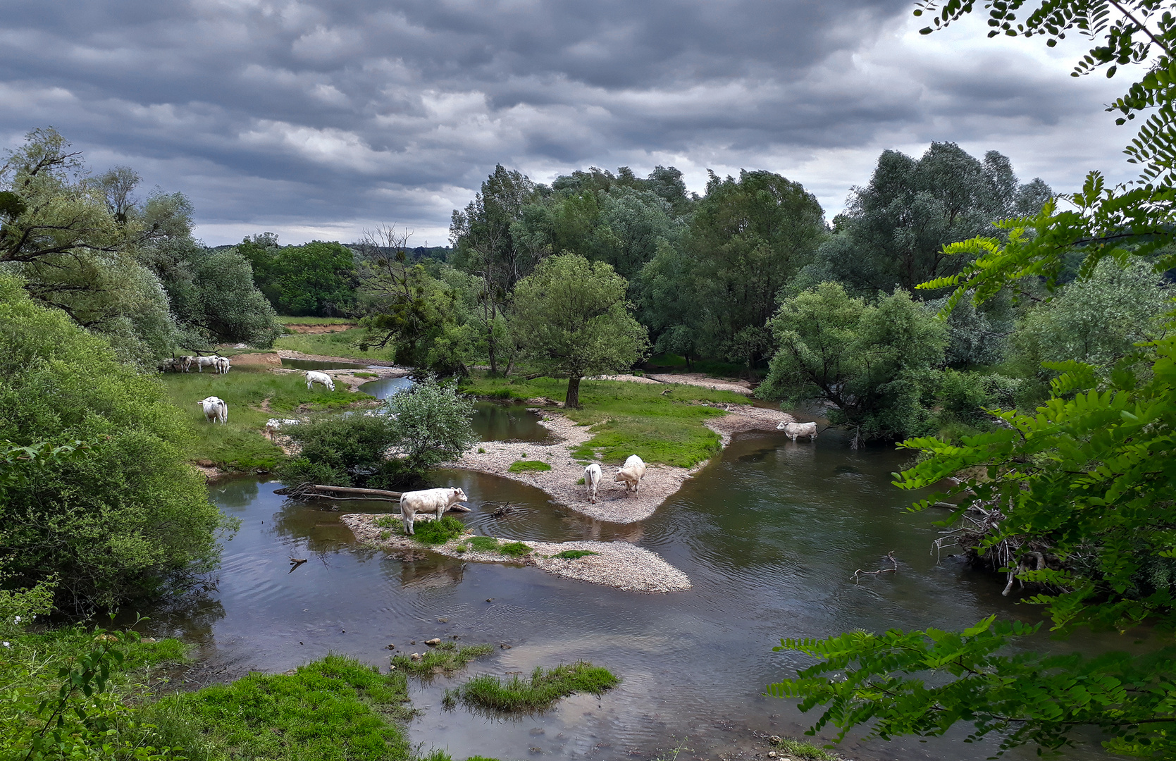 Jour de piscine pour les vaches