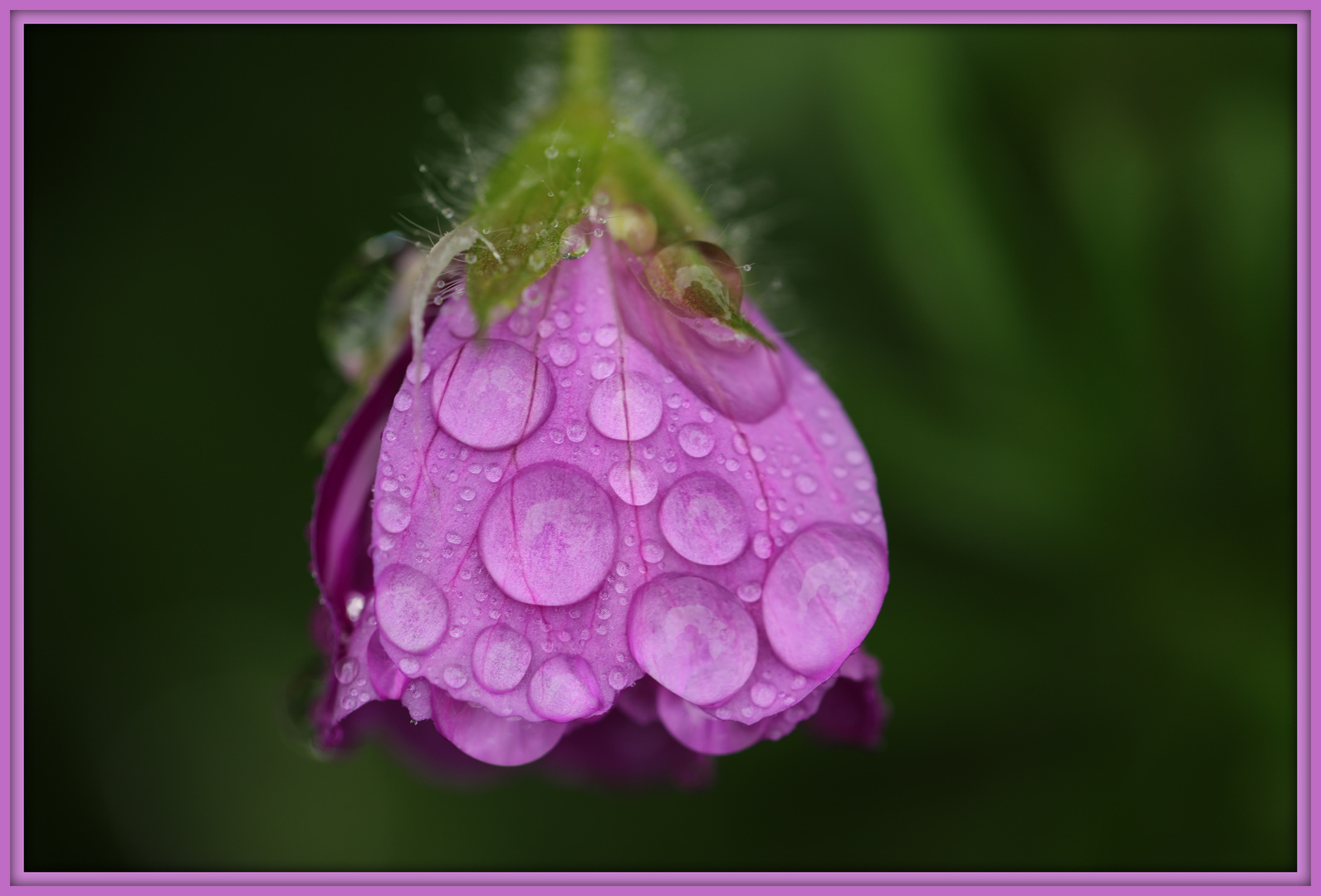 Jour de pluie ---1---