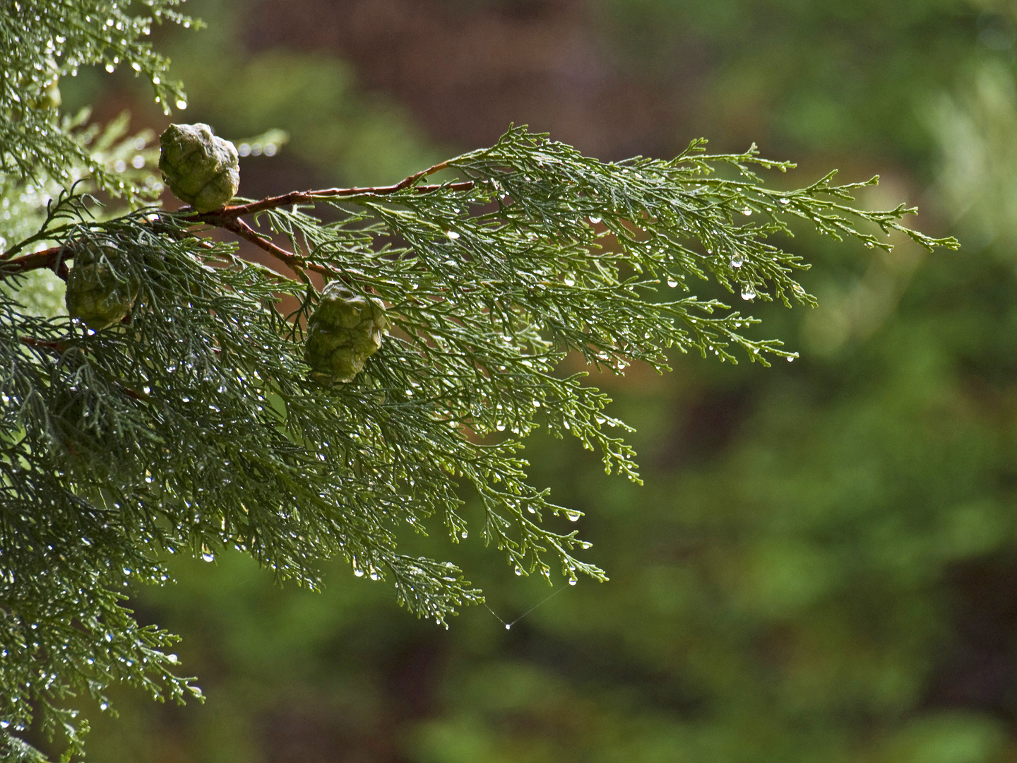 Jour de pluie