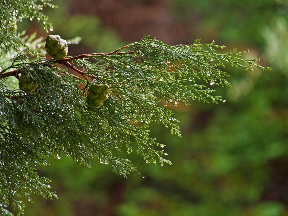 Jour de pluie