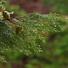 Jour de pluie