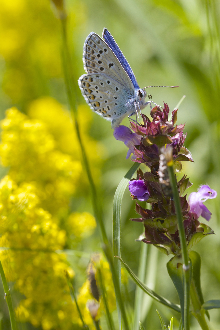 Jour de printemps