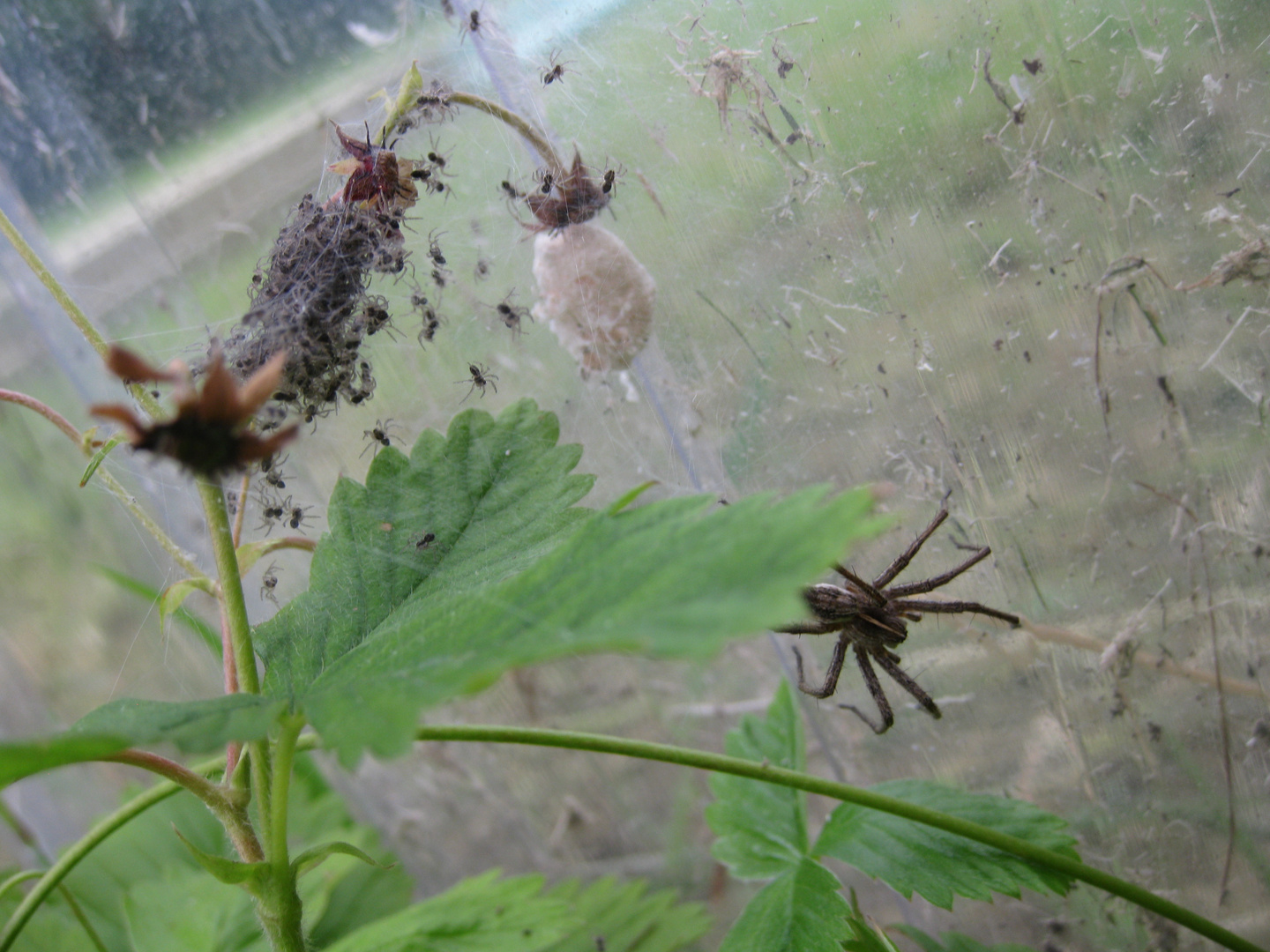 jour J pour maman araignée !