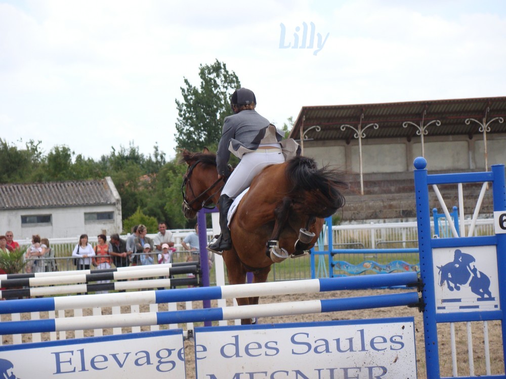 Journée du cheval et du chien