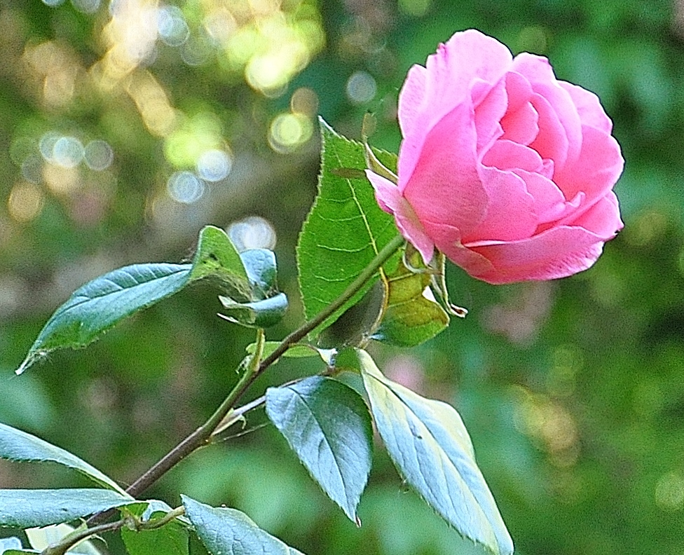 Journée nature!