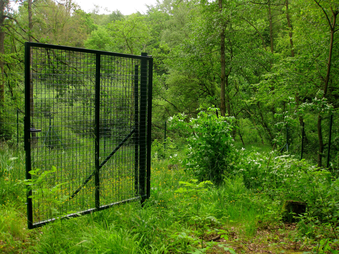 journée porte ouverte dans la forêt printanière