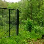 journée porte ouverte dans la forêt printanière