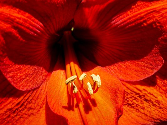  Journey inside the flower....