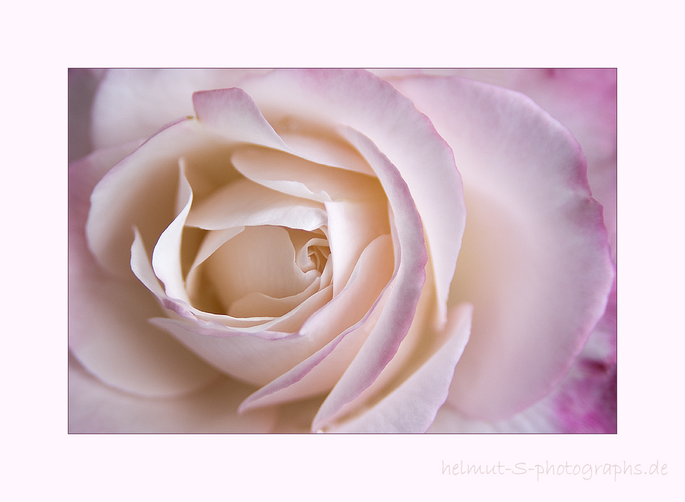 ~ journey to the center of the rose ~