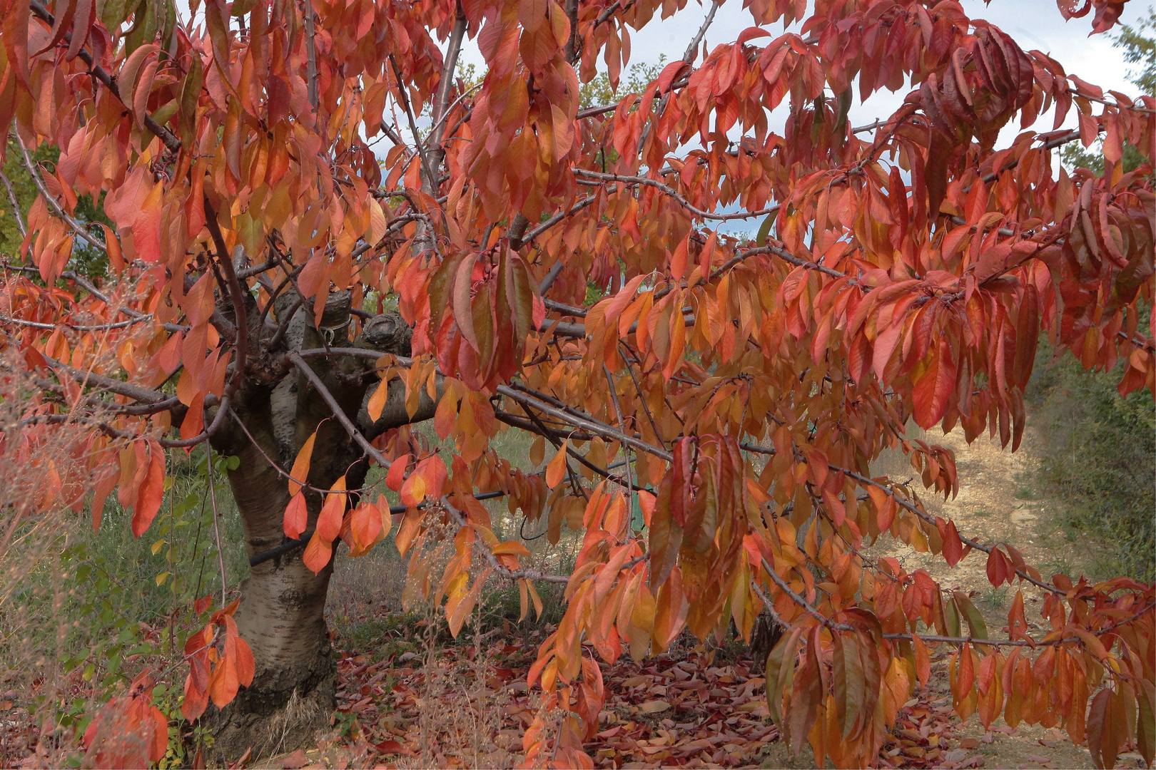 JOURS D4AUTOMNE EN VENTOUX (3)