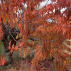 JOURS D4AUTOMNE EN VENTOUX (3)