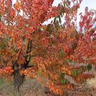 JOURS D4AUTOMNE EN VENTOUX (4)