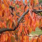 JOURS D'AUTOMNE EN VENTOUX (10)