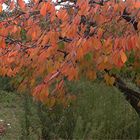 JOURS D'AUTOMNE EN VENTOUX (12)