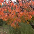 JOURS D'AUTOMNE EN VENTOUX (13)