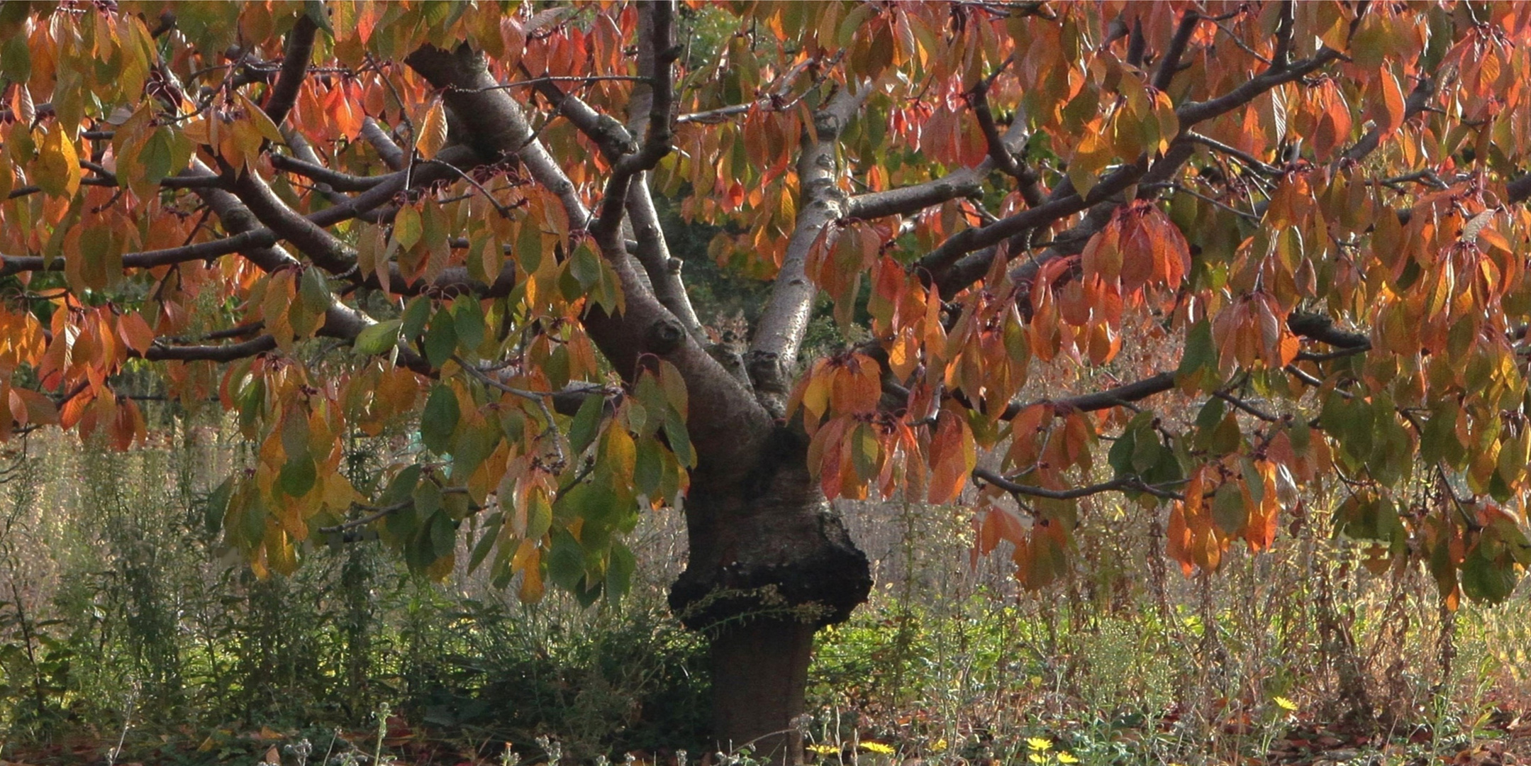 JOURS D'AUTOMNE EN VENTOUX (14)