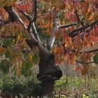 JOURS D'AUTOMNE EN VENTOUX (14)