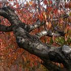 JOURS D'AUTOMNE EN VENTOUX (15)