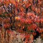 JOURS D'AUTOMNE EN VENTOUX (16)