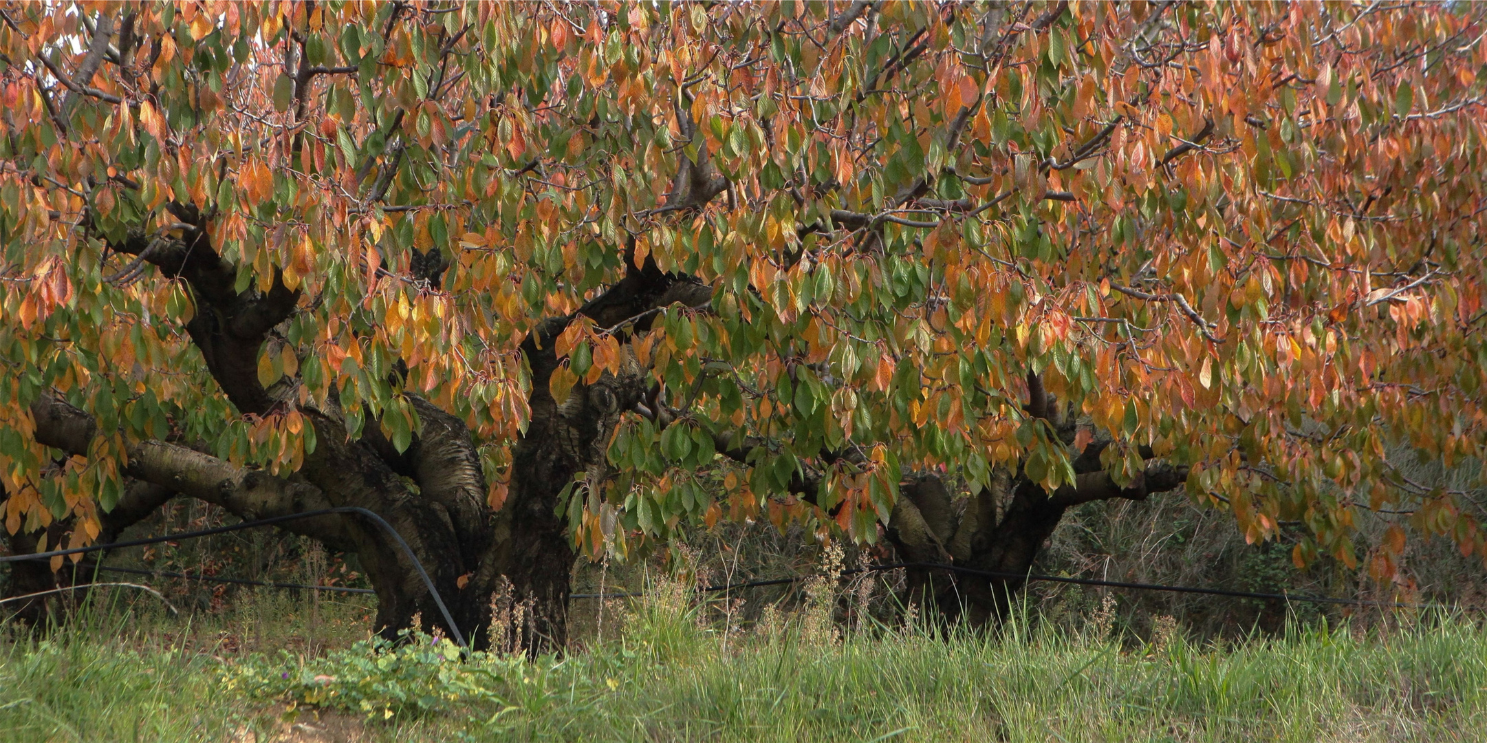 JOURS D'AUTOMNE EN VENTOUX (17)