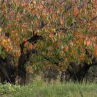 JOURS D'AUTOMNE EN VENTOUX (17)