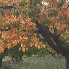 JOURS D'AUTOMNE EN VENTOUX (18)