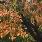 JOURS D'AUTOMNE EN VENTOUX (19)