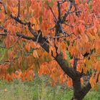 JOURS D'AUTOMNE EN VENTOUX (20)