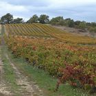 JOURS D'AUTOMNE EN VENTOUX (21)