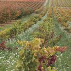 JOURS D'AUTOMNE EN VENTOUX (22)